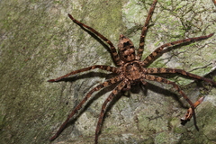 Heteropoda procera