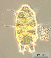 Echiniscus