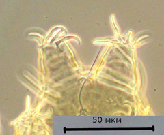 Echiniscus