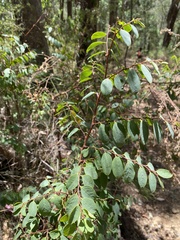 Breynia oblongifolia