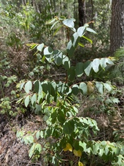Breynia oblongifolia