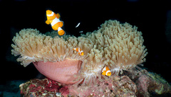 Heteractis magnifica