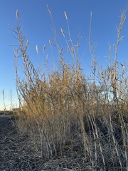 Arundo donax