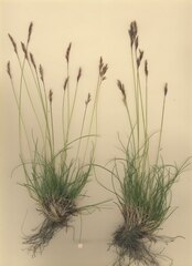 Festuca quadriflora
