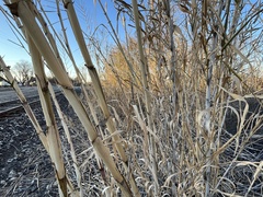 Arundo donax