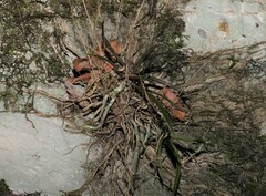 Sarcochilus ceciliae