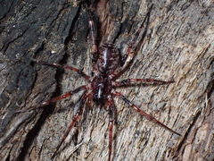 Battalus adamparsonsi