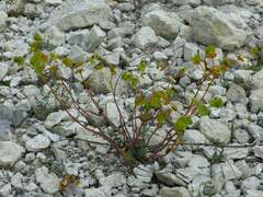 Euphorbia petrophila