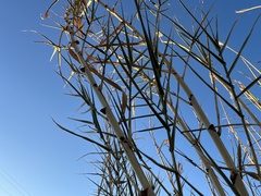 Arundo donax