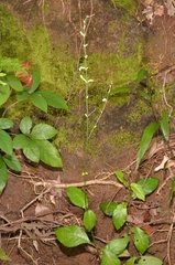 Leptostachya