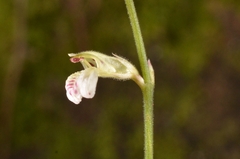 Leptostachya