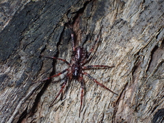 Battalus adamparsonsi