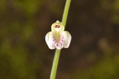 Leptostachya