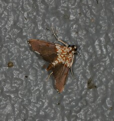 Agrotera longitabulata