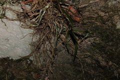 Sarcochilus ceciliae