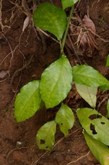 Leptostachya