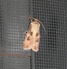 Agrotis interjectionis