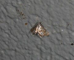 Anydraula pericompsa