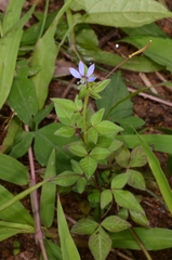 Cleome rutidosperma