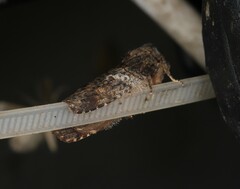 Archigargetta amydra