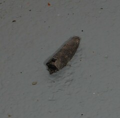 Archigargetta amydra