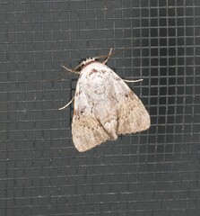 Barasa cymatistis