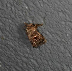 Chalcocelis albiguttatus