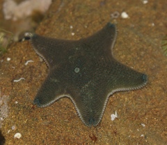 Patiriella regularis