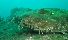 Orectolobus maculatus