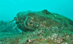 Orectolobus maculatus