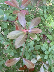 Machilus obovatifolia