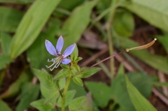 Cleome rutidosperma