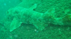 Orectolobus maculatus