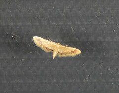 Idaea trypheropa