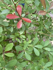 Machilus obovatifolia