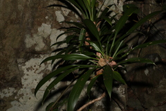 Cordyline rubra