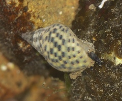 Cominella maculosa