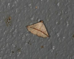 Eublemma perversicolor