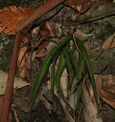 Sarcochilus ceciliae