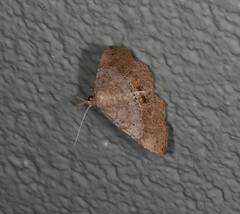 Heterormista modesta