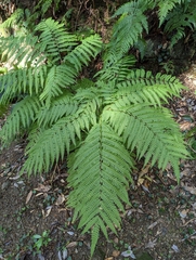 Pteris wallichiana