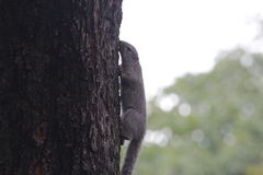 Heliosciurus gambianus