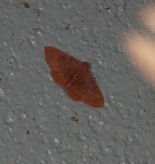 Homodes bracteigutta