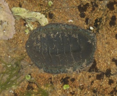 Chiton glaucus