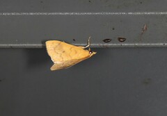 Hyalobathra brevialis