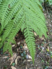 Pteris wallichiana