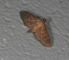 Hymenoptychis sordida