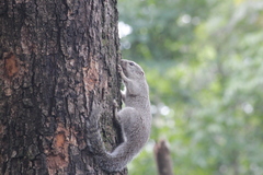 Heliosciurus gambianus
