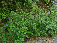 Stachytarpheta urticifolia
