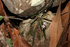 Sarcochilus ceciliae